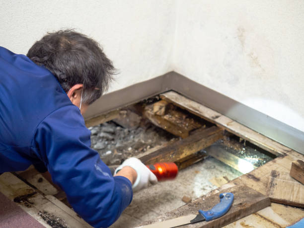 Attic Mold Removal in Keene, NH