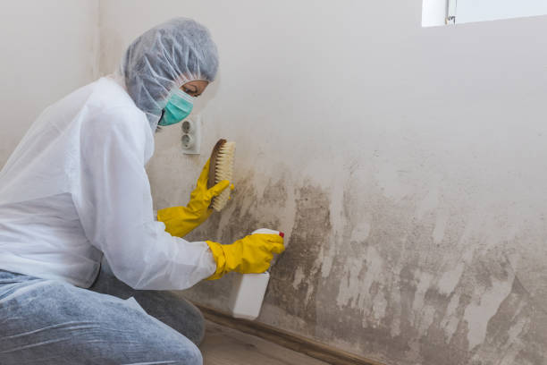 Best Crawl Space Mold Removal  in Keene, NH