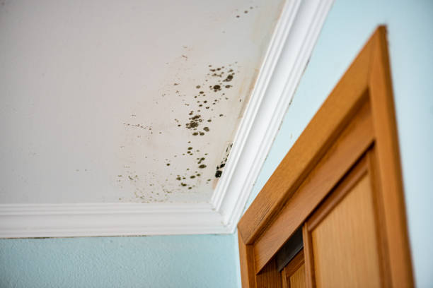 Best Mold Removal and Inspection  in Keene, NH