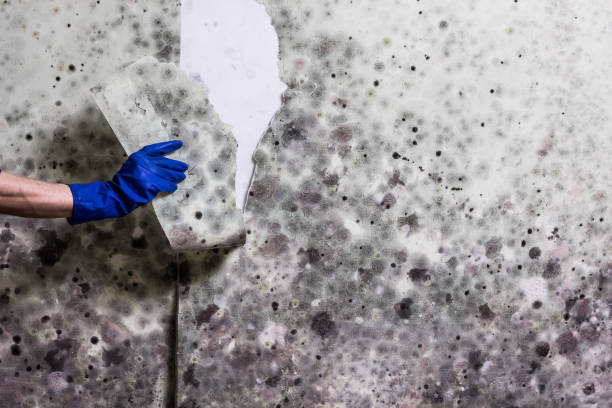 Mold Testing and Removal in Keene, NH