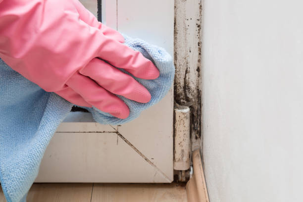 Best Commercial Mold Removal  in Keene, NH