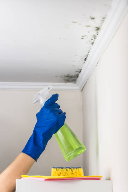 Best Mold Removal and Inspection  in Keene, NH